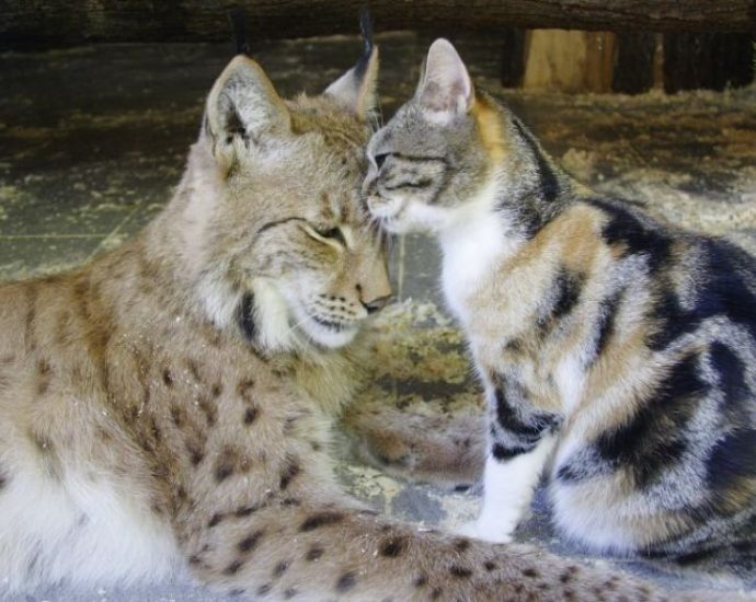 Тропой беззаветной любви: Рысь и кошка 9 лет вместе