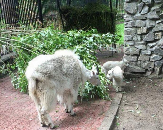 Уникальные белоснежные козлята родились в Новосибирском зоопарке
