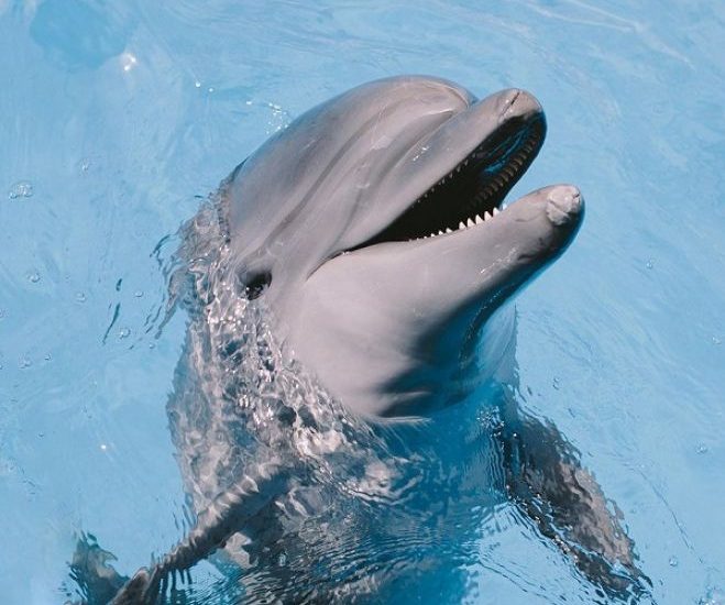 Анапский дельфинарий Немо представил дельфинёнка Марселя