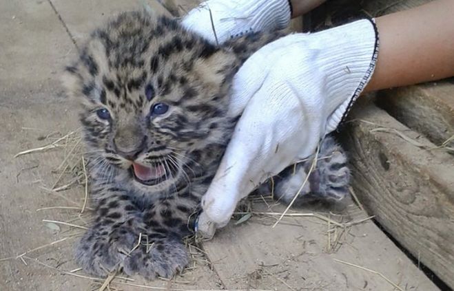 В Московском зоопарке впервые за 60 лет родились амурские леопарды