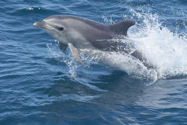 Юные натуралисты Уфы отметили Всемирный день китов и дельфинов