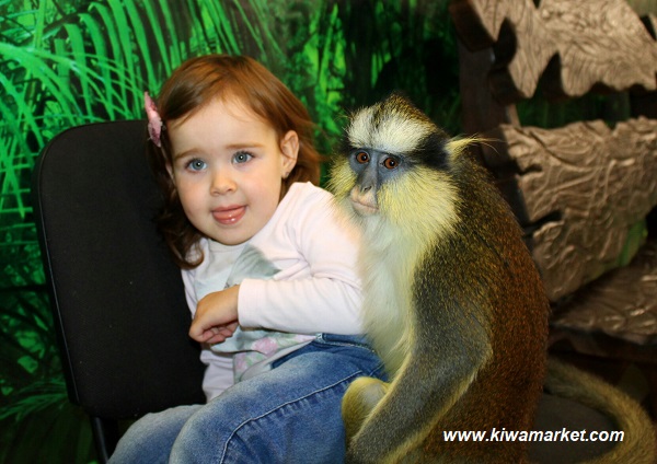 В Уфе проходит необычная выставка обезьян с экскурсоводом Геной