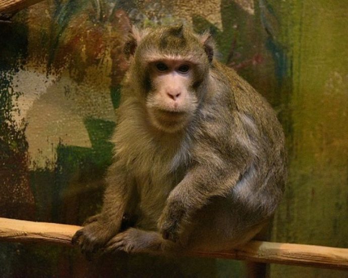 Яванская макака из Смоленского зоопарка стала победителем конкурса красоты
