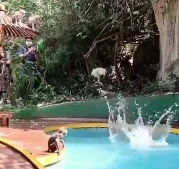 В Индии обезьяны захватили бассейн в одном из курортов