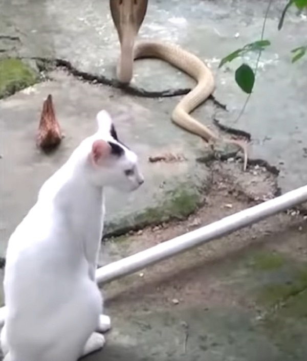 Домашний котик защитил дом своих хозяев от змеи. Змеиная служба доверия спасла кобру