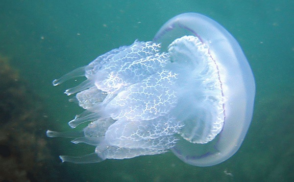 На пляжах Азовского моря выявлено настоящее нашествие гигантских медуз