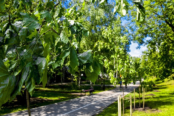 «Горзеленстрой» в Перми займётся озеленением города