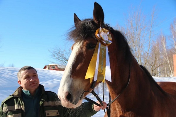 Московские лошади заняли призовые места в выставке “Кони богатырские”