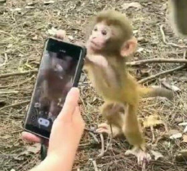 Смартфон детям – не игрушка. Маленькой индийской обезьянке не дали поиграть со смартфоном