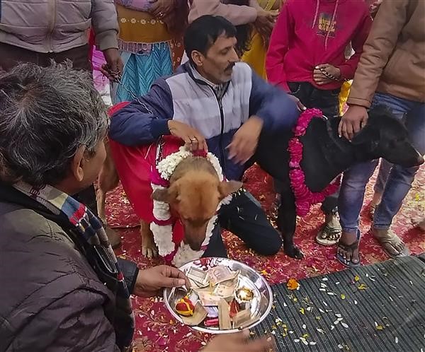 Томми женится на Джелли: собаки поженились во время роскошной свадебной церемонии в Индии