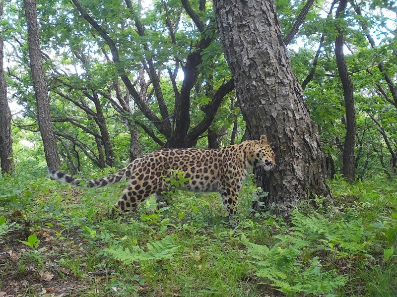 Леопард из Приморского края получил самое сладкое имя