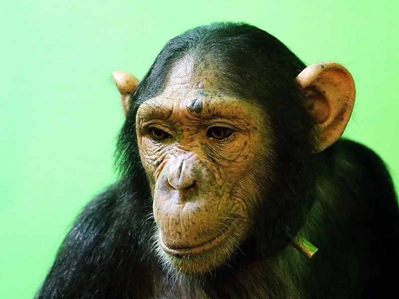 Шимпанзе Лея из Иркутского зоопарка умеет делать маникюр