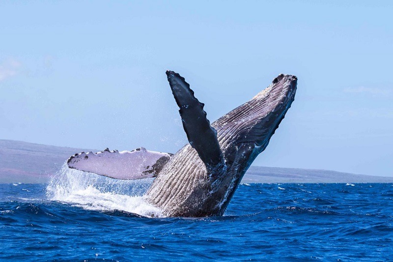 Учёные выяснили механизм передачи звуков у китов
