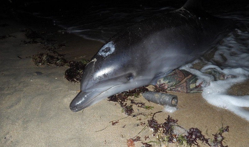 В Евпатории спасли дельфина, выбросившегося на берег